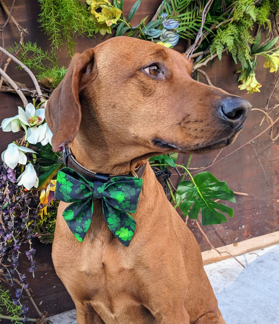 Koa's Ruff Life, Koa in a large lucky Irish sailor bow personalized with your pup's name