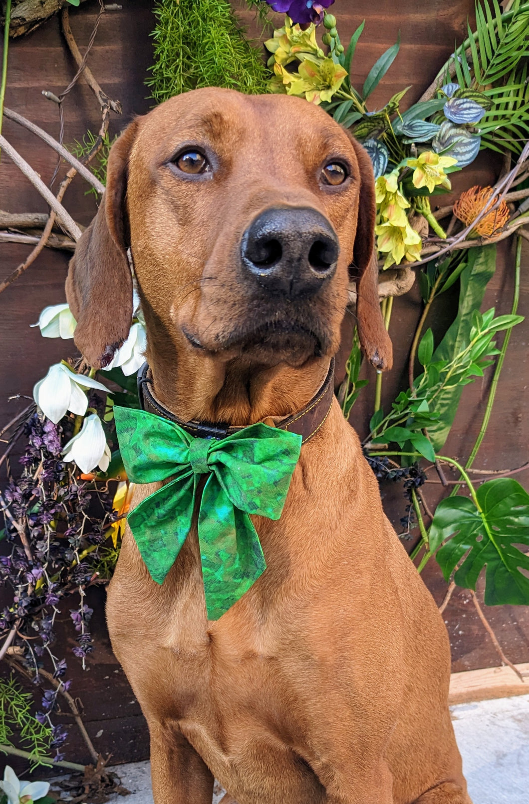 Koa's Ruff Life, Koa in a large St Patrick's Day abstract sailor bow personalized with your pup's name