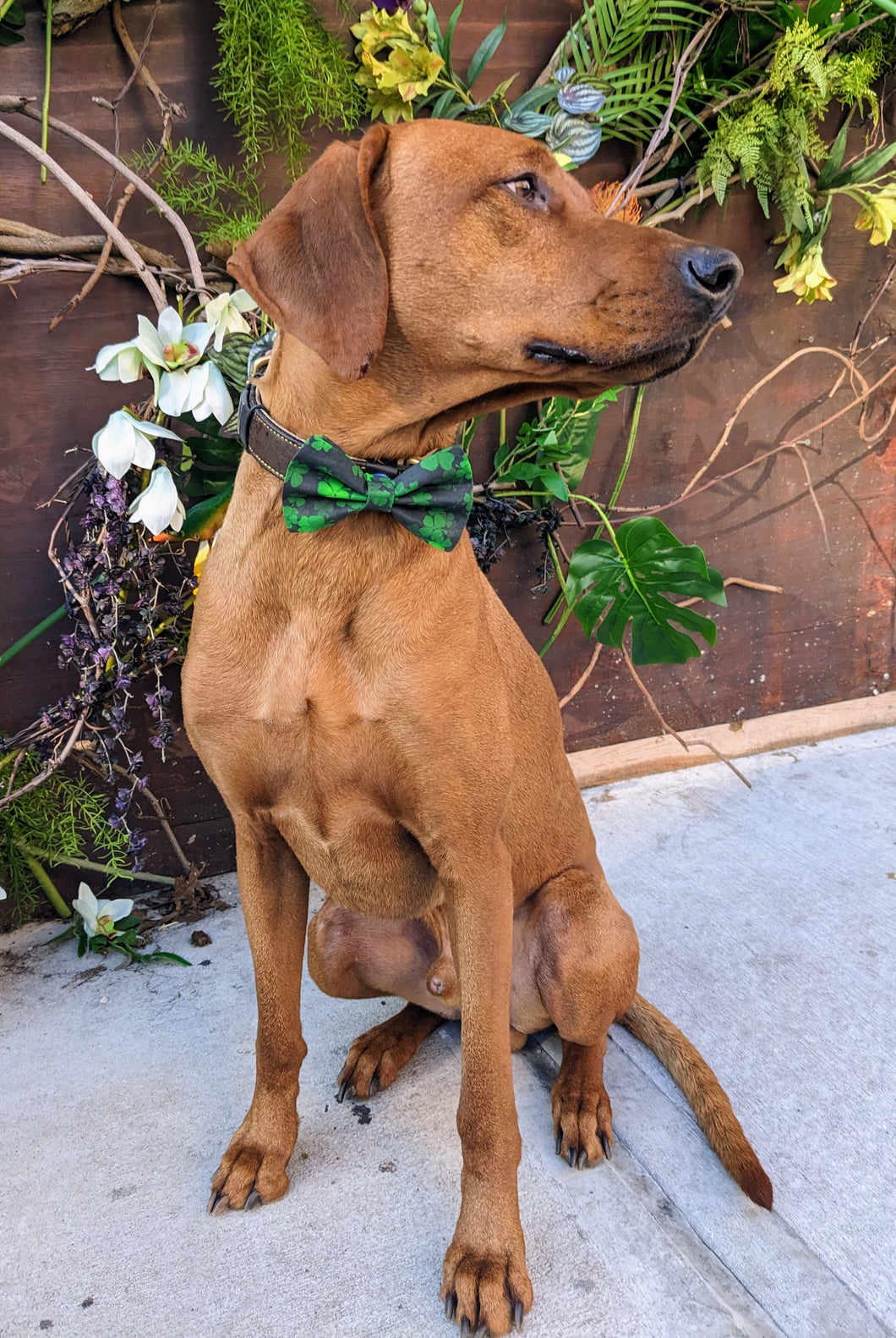Koa's Ruff Life, Koa in a large luckyIrish bow tie for dogs