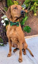 Load image into Gallery viewer, Koa&#39;s Ruff Life, Koa in a large luckyIrish bow tie for dogs
