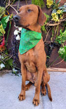 Load image into Gallery viewer, Koa&#39;s Ruff Life, Koa in a large St Patrick&#39;s Day abstract bandana personalized with your pups name
