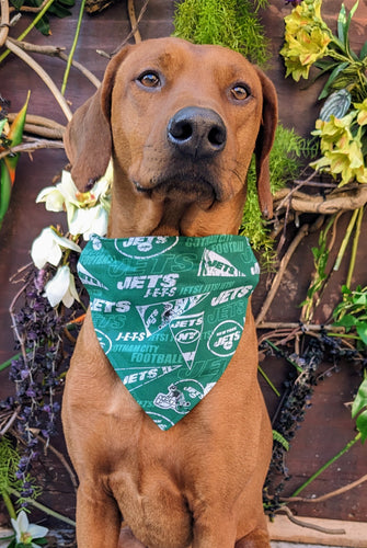 Koa's Ruff Life, Koa in a large green New York Jets bandana