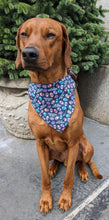 Load image into Gallery viewer, Koa&#39;s Ruff Life, Koa in a large &quot;I&#39;m so EGG-cited&quot; bandana for dogs
