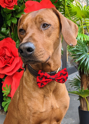 Koa's Ruff Life, Koa in a large red and black Mickey and Minnie bow tie for dogs