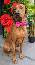 Load image into Gallery viewer, Koa&#39;s Ruff Life, Koa in a large pretty in  pink (tonal) bow tie
