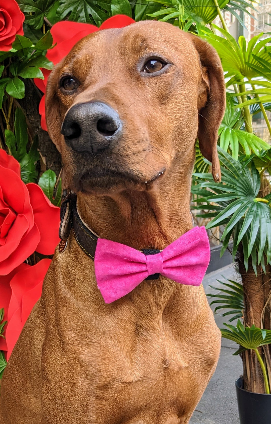 Koa's Ruff Life, Koa in a large pretty in  pink (tonal) bow tie