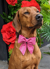 Load image into Gallery viewer, Koa&#39;s Ruff Life, Koa in a large pretty in pink (line) sailor bow for dogs

