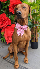 Load image into Gallery viewer, Koa&#39;s Ruff Life, Koa in a large pretty in pink (abstract) sailor bow for dogs
