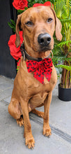Load image into Gallery viewer, Koa&#39;s Ruff Life, Koa in a large red and black Disney Mickey and Minnie sailor bow
