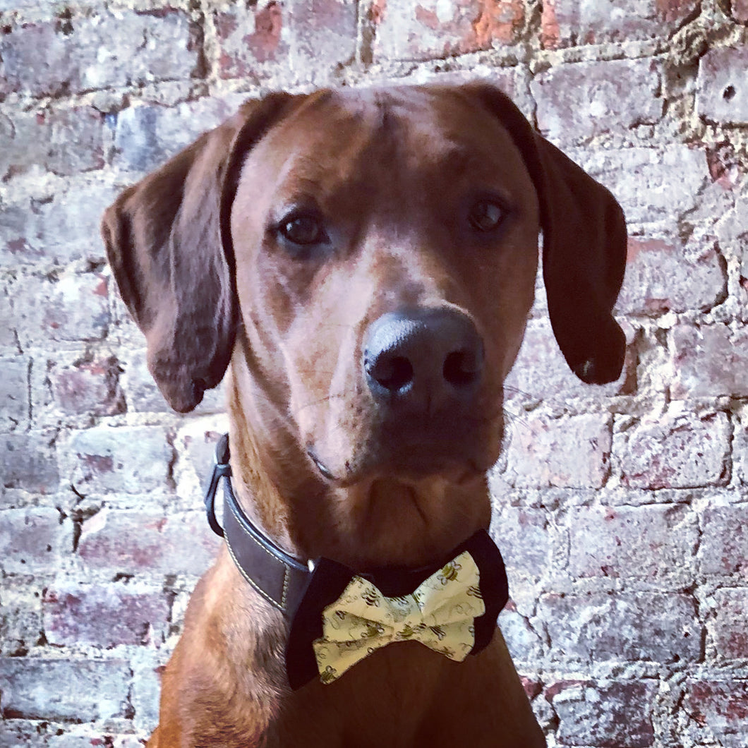 Koa's Ruff Life, Koa in the yellow bee double layered bow tie for dogs, large! Perfect accesory for spring.