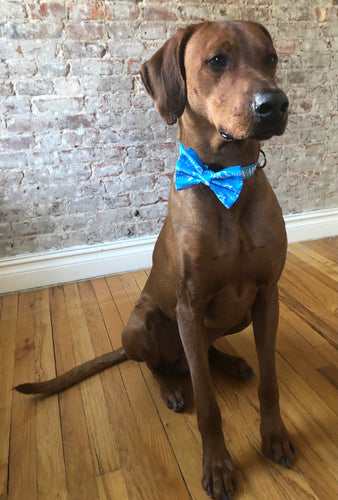 Koa's Ruff Life, Koa in the blue aloha honu large bow tie for dogs and matching collar. Bring the spirit of Hawaii to your town!