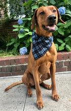 Load image into Gallery viewer, Koa&#39;s Ruff Life, Koa in the large blue/black plaid bandana personalized with your pup&#39;s name.
