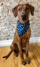 Load image into Gallery viewer, Koa&#39;s Ruff Life, Koa in the blue dog paw and bone bandana for dogs, large. 
