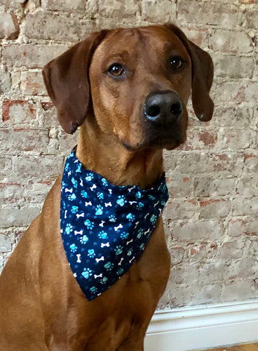 Koa's Ruff Life, Koa in the blue dog paw and bone bandana for dogs, large. 