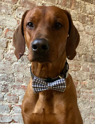 Koa's Ruff Life, Koa in the blue/white plaid bow tie.