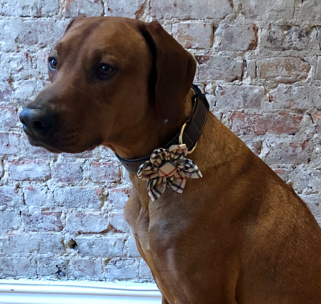 Koa's Ruff Life, Koa in the burberry inspired tartan plaid flower for dogs..