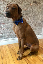 Load image into Gallery viewer, Koa&#39;s Ruff Life, Koa in the personalized navy cosmo blue large bow tie. Personalized with your pup&#39;s name!
