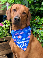Load image into Gallery viewer, Koa&#39;s Ruff Life, Koa in the MLB Chicago Cubs reversable large dog bandana.
