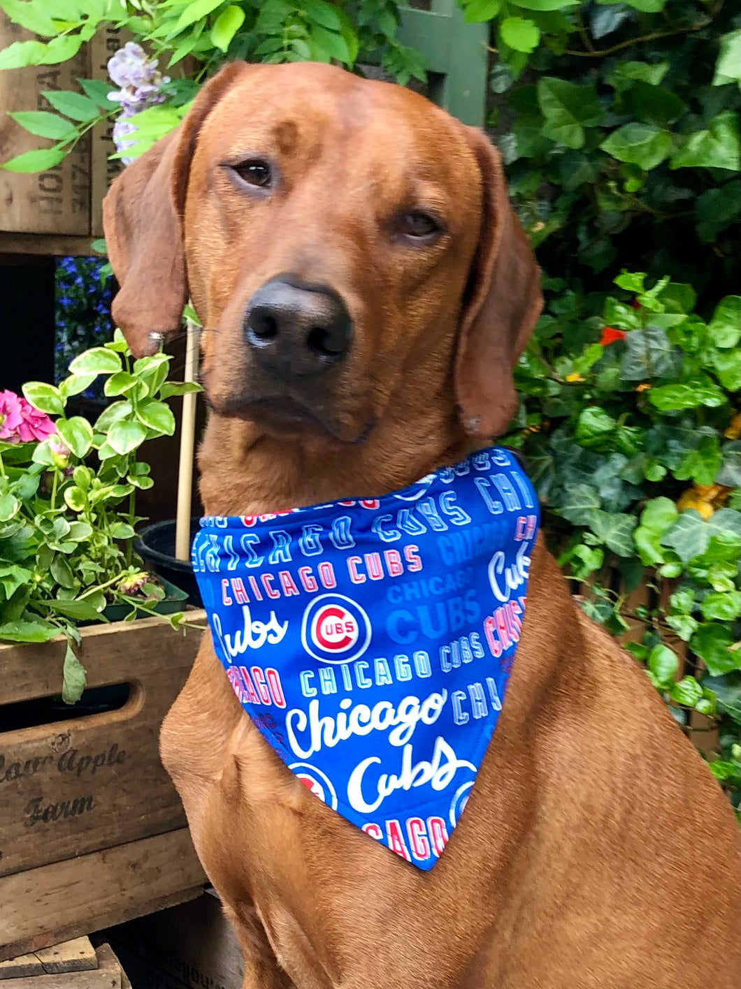 Koa's Ruff Life, Koa in the MLB Chicago Cubs reversable large dog bandana.