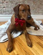 Load image into Gallery viewer, Koa&#39;s Ruff Life, Koa in the red heart swirl sailor bow for dogs.
