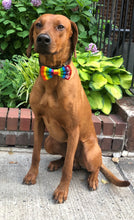 Load image into Gallery viewer, Koa&#39;s Ruff life, love is love rainbow pride bow tie. Show your support tot he LGBT community and choose love.
