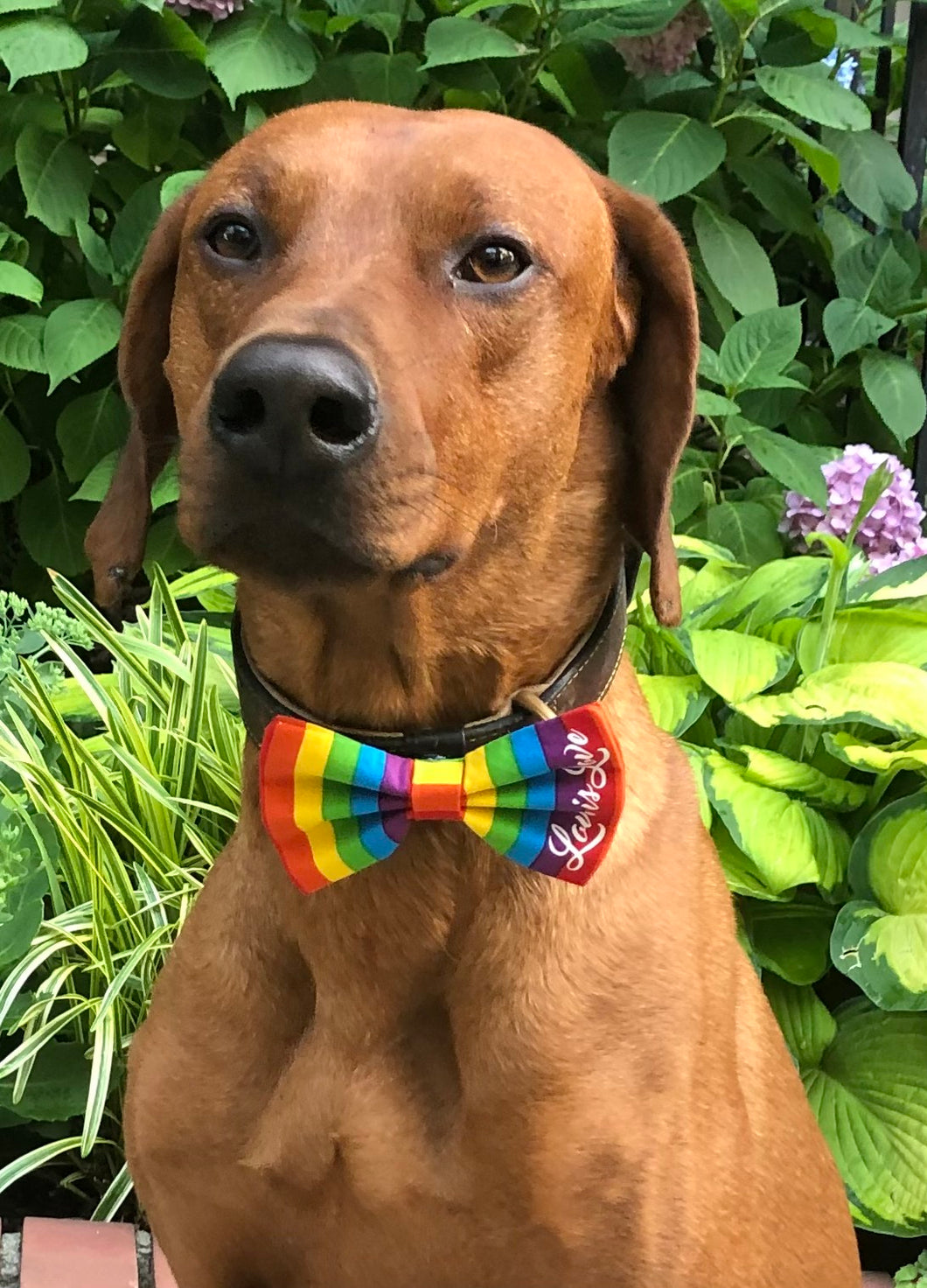 Koa's Ruff life, love is love rainbow pride bow tie. Show your support tot he LGBT community and choose love.
