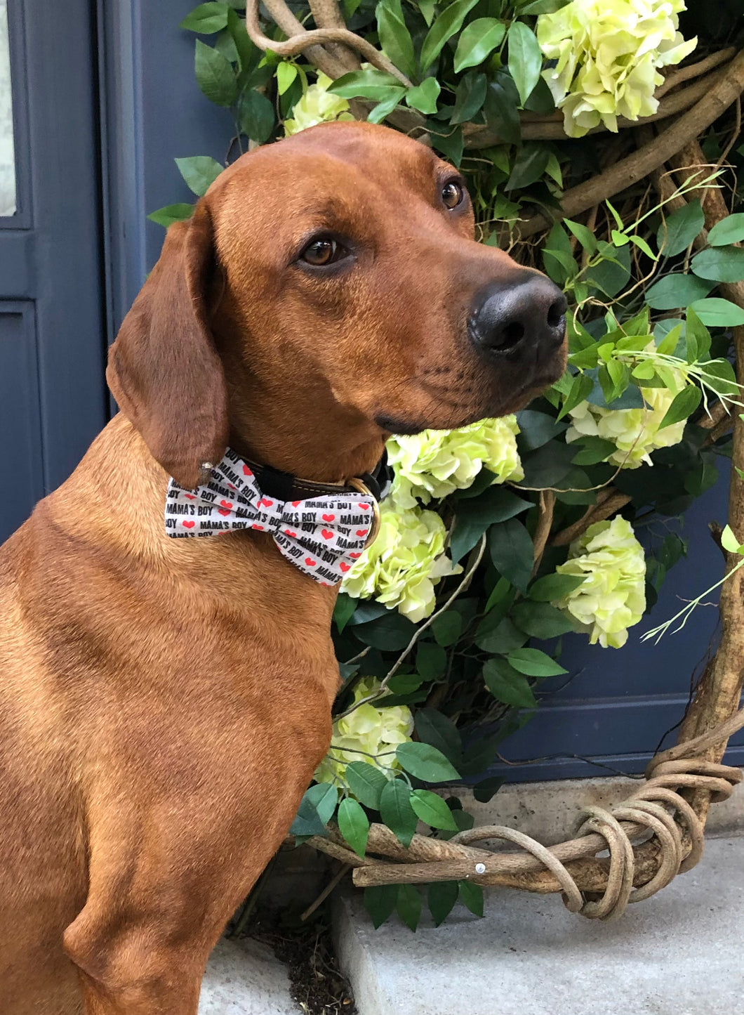 Koa's Ruff Life, Koa in the large mama's boy bow tie. Show off your fur baby's love for his mom!