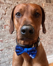 Load image into Gallery viewer, Koa&#39;s Ruff Life, Koa in the personalized navy cosmo blue large bow tie. Personalized with your pup&#39;s name!

