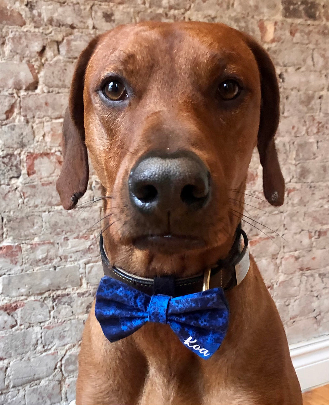 Koa's Ruff Life, Koa in the personalized navy cosmo blue large bow tie. Personalized with your pup's name!