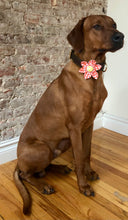 Load image into Gallery viewer, Koa&#39;s Ruff Life, Koa in the orange checker flower for dog collar..
