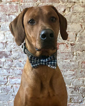 Load image into Gallery viewer, Koa&#39;s Ruff Life, Koa in the blue/grey plaid personalized large bow tie for dogs.
