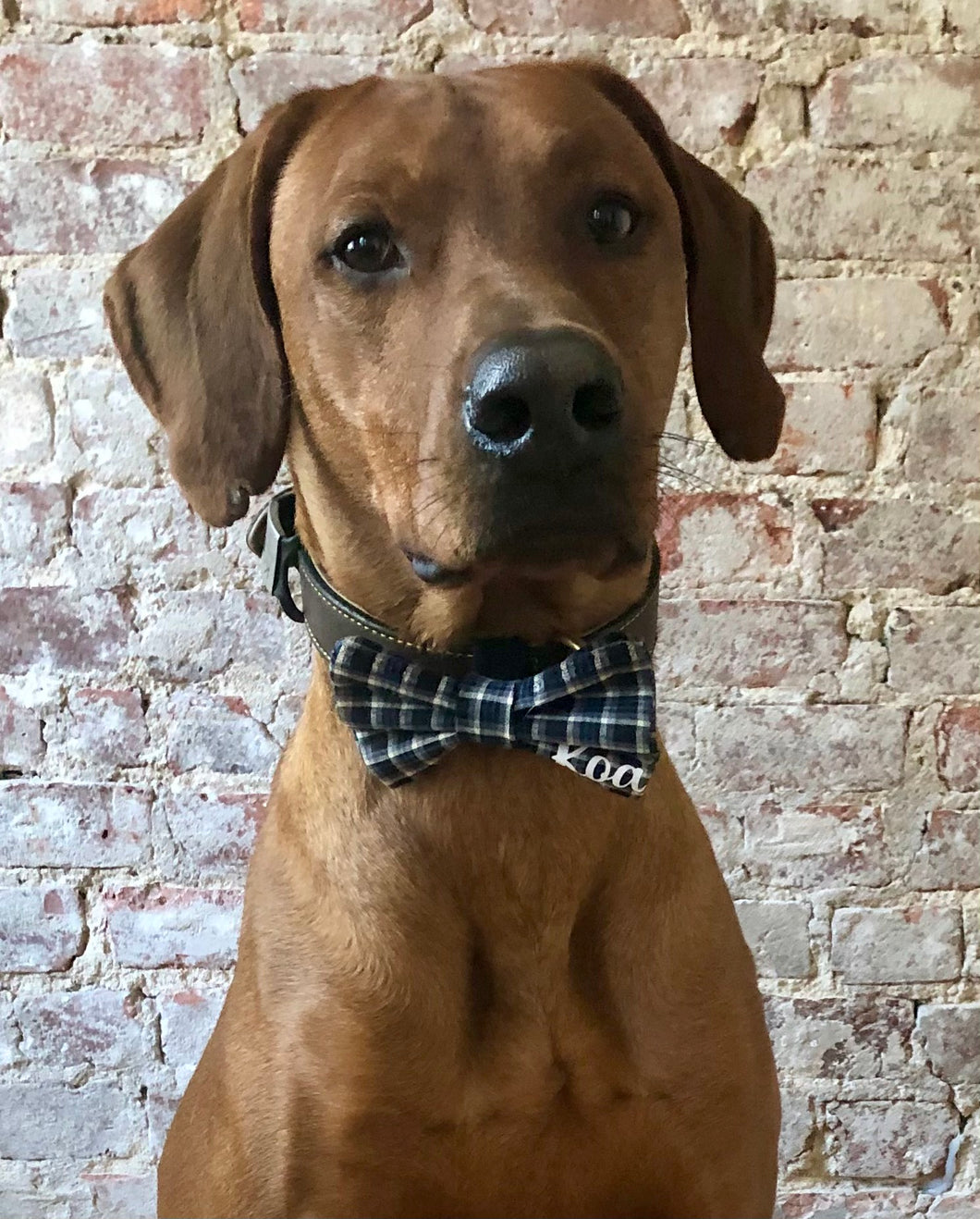 Koa's Ruff Life, Koa in the blue/grey plaid personalized large bow tie for dogs.
