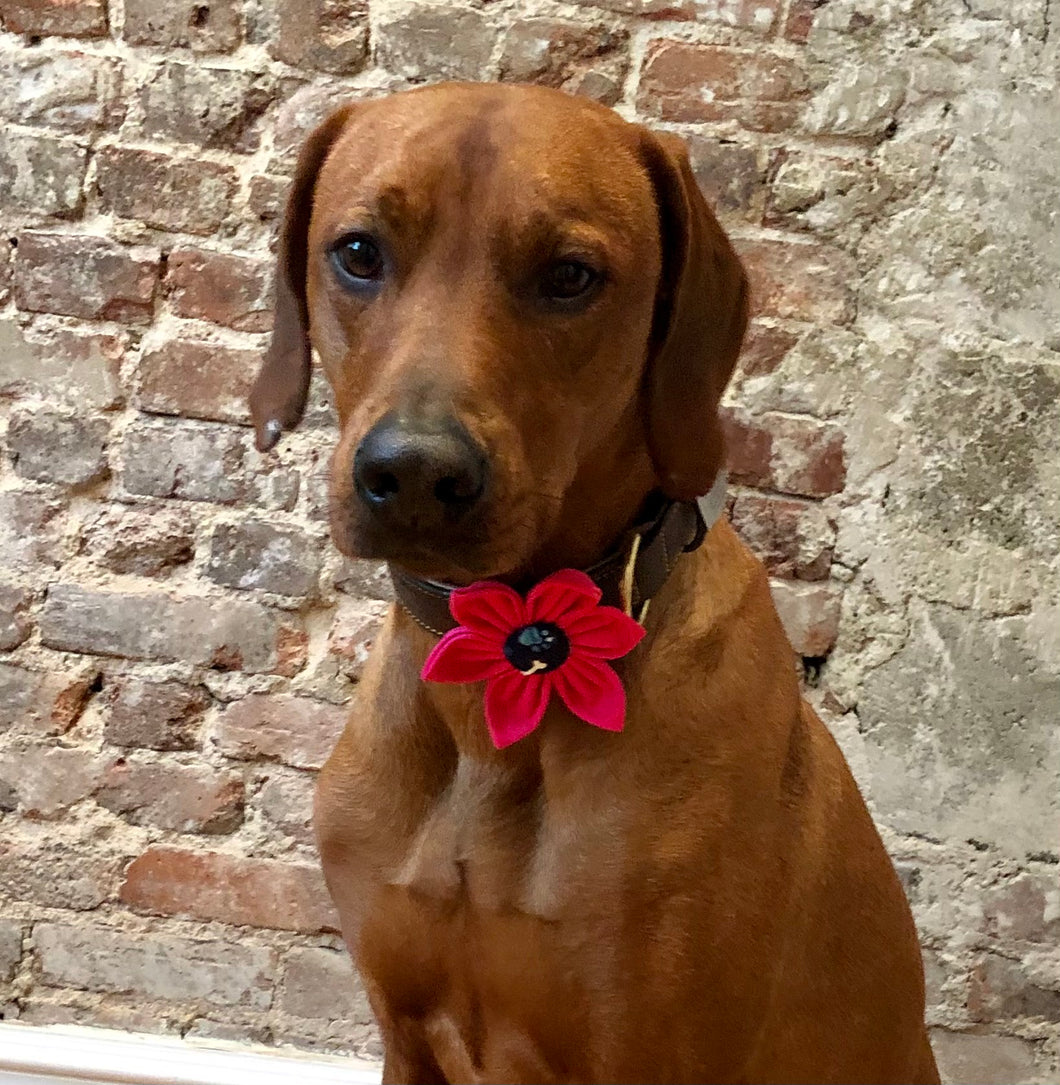 Koa's Ruff Life, Koa in the large pink flower for dog collar with various center (blue paw, bees, red heart, and pink).)