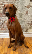Load image into Gallery viewer, Koa&#39;s Ruff Life, Koa in the large pink flower for dog collar with various center (blue paw, bees, red heart, and pink).)
