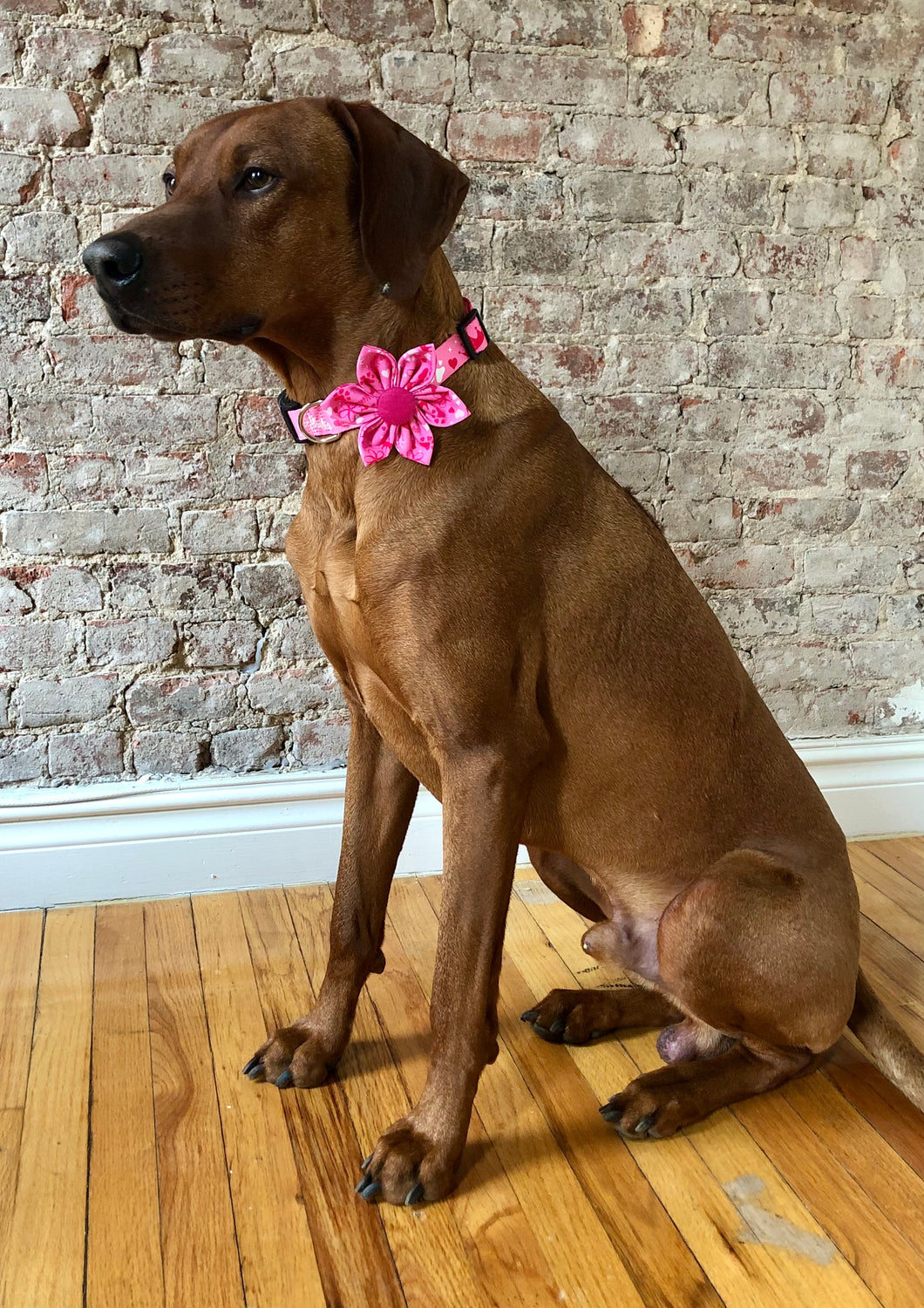 Koa's Ruff Life, Koa in the pink aloha princess collar and large flower for dog collar. Bring the Hawaii inspired dog accessories to your town!