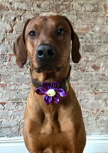 Koa's Ruff Life, Koa in the purple plaid flower for dog collar. The perfect accessory for spring. 