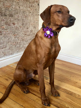 Load image into Gallery viewer, Koa&#39;s Ruff Life, Koa in the purple plaid flower for dog collar. The perfect accessory for spring. 
