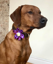 Load image into Gallery viewer, Koa&#39;s Ruff Life, Koa in the purple plaid flower for dog collar. The perfect accessory for spring. 
