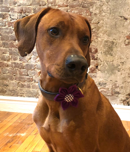 Koa's Ruff Life, Koa in the purple large flower for dog collar. Available cover button in purple plaid, blue, pink or white paw. Perfect accessory for spring.