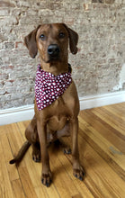 Load image into Gallery viewer, Paw Print Red Plaid Bandana
