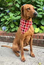 Load image into Gallery viewer, Koa&#39;s Ruff Life, Koa in the large red plaid personalized bandana over the collar.
