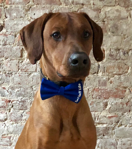 Koa's Ruff Life, blue personalized bow tiefor dogs, pup's name on left side.
