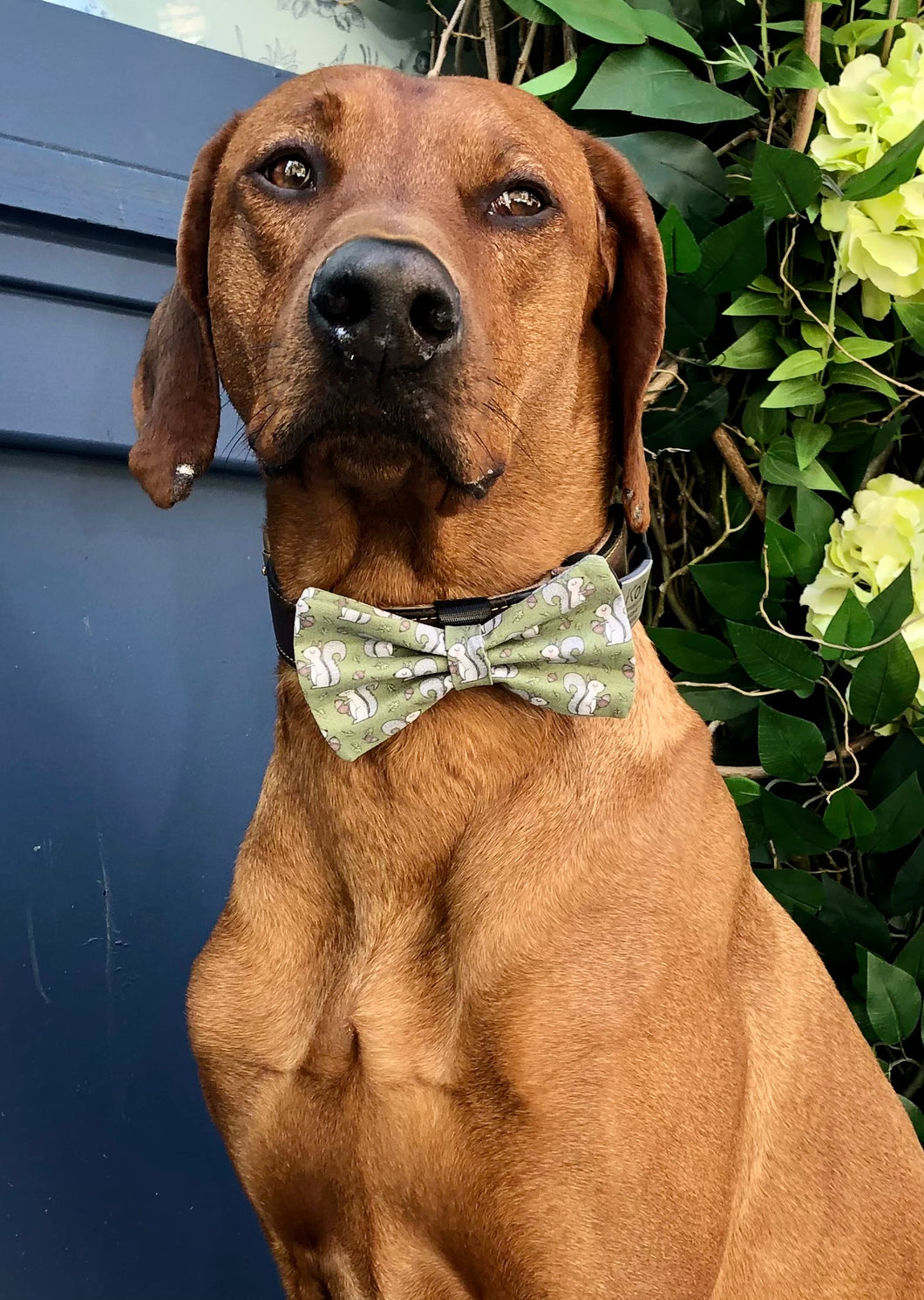 Koa's Ruff Life, Koa in the large green squirrel bow tie. The perfect accessory for the squirrel enthusiast.