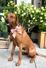 Load image into Gallery viewer, Koa&#39;s Ruff Life, Koa in the treehouse club large sailor bow for dogs.
