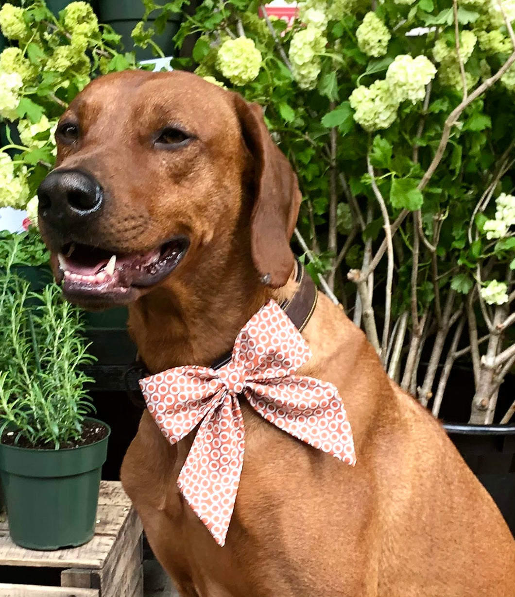 Koa's Ruff Life, Koa in the treehouse club large sailor bow for dogs.