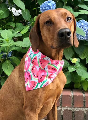 Koa's Ruff Life, Koa' in the large watermelon sugar bandana. Summer fashion personalized with your pup's name.