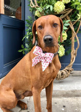 Load image into Gallery viewer, Koa&#39;s Ruff Life, Koa in the watermelon bow tie for dogs. Perfect for the summer.
