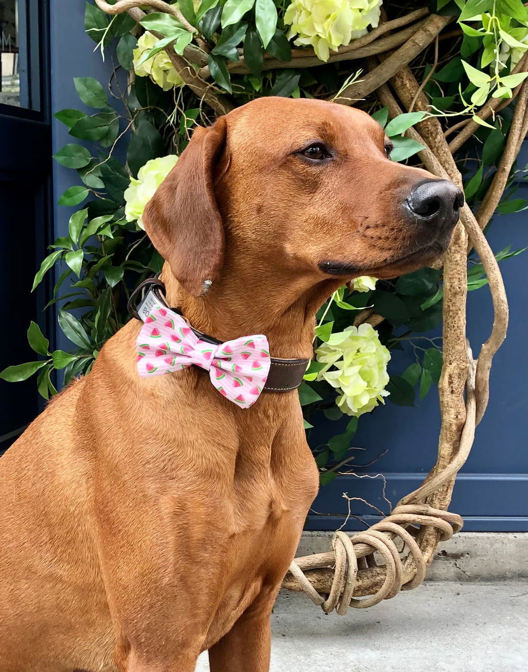 Koa's Ruff Life, Koa in the watermelon large dog bow tie. The perfect accessory for summer.